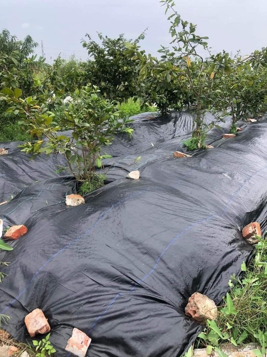 Bạt phủ chống cỏ dại cho gốc cây Bạt phủ chống cỏ dại cho gốc cây