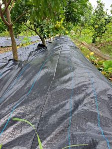 Bạt phủ đất chống cỏ dại, bạt phủ diệt cỏ Bạt phủ đất chống cỏ dại, bạt phủ diệt cỏ