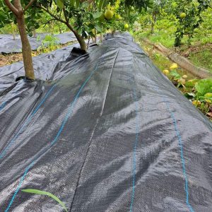 Bạt phủ đất chống cỏ dại, bạt phủ diệt cỏ