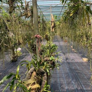 Bạt phủ đất chống cỏ