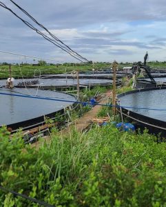 Bể tròn bạt nhựa HDPE nuôi thuỷ sản Bể tròn bạt nhựa HDPE nuôi thuỷ sản