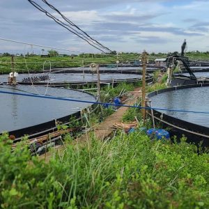 Bể tròn bạt nhựa HDPE nuôi thuỷ sản