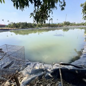 Bạt nhựa HDPE lót hồ cá Koi