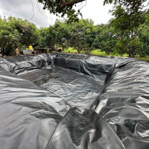 Bạt lót hồ cá Koi HDPE