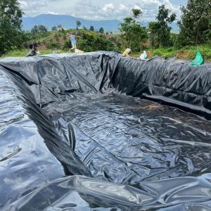 Bạt lót hồ sen, hồ súng HDPE