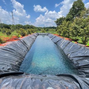 Bạt lót hồ sen, hồ súng HDPE