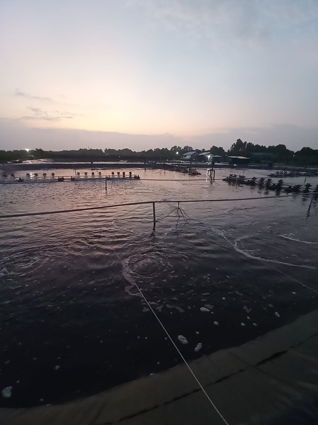mô hình nuôi tôm thâm canh trong bể nổi HDPE