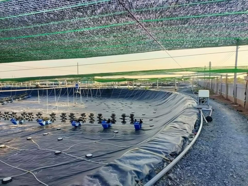 Bể bạt HDPE nuôi cá lươn, ốc, ếch Bể bạt HDPE nuôi cá lươn, ốc, ếch