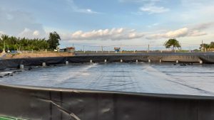 Mô hình nuôi tôm thâm canh trong bể nổi phủ bạt HDPE