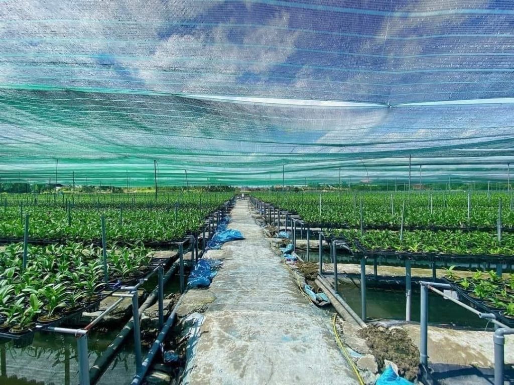 Lưới lan che nắng trong nông nghiệp và làm vườn
