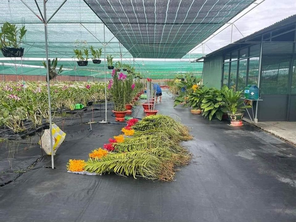 Lưới lan che nắng nhà Lan