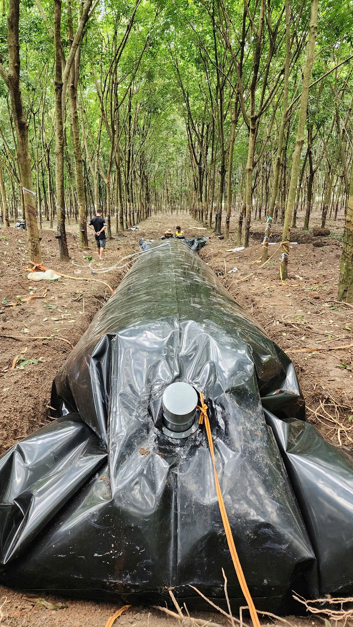Công nghệ hầm biogas phủ bạt HDPE xử lý chất thải trong chăn nuôi